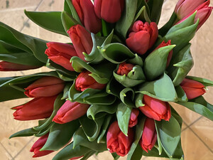 Bukiet z 17  czerwonych tulipanów 