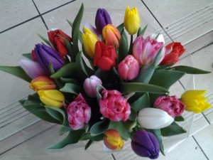 Bukiet z 17 kolorowych tulipanów 