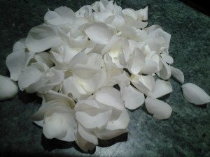 Płatki róż w kolorze białym